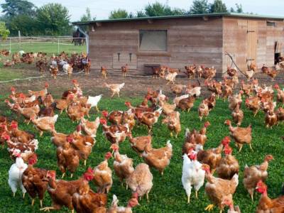 Passage au niveau élevé du risque influenza aviaire