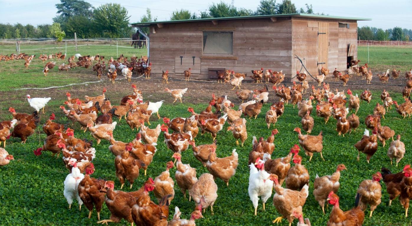 Passage au niveau élevé du risque influenza aviaire